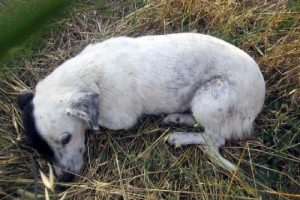 K&ouml;peğe tecav&uuml;z etmişler