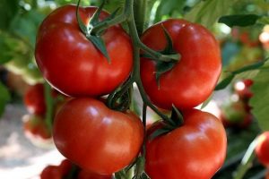 T&uuml;rk domatesine "Tuta Absoluta" engeli