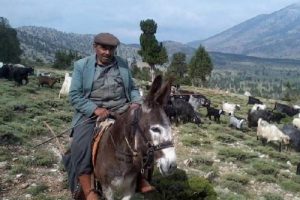 &Ccedil;obanların otlatma kavgası