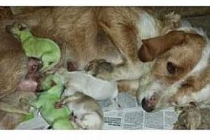 Bu k&ouml;peğin yavruları yeşil renkte doğdu!