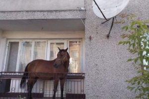 &Ouml;d&uuml;n&ccedil; aldığı atı &ouml;yle bir yerde sakladı ki...