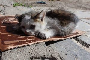 Fare tuzağına d&uuml;şt&uuml;