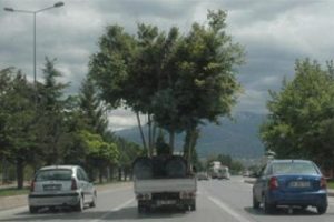 Ağa&ccedil;ları b&ouml;yle taşıdılar