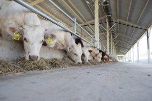 &Ccedil;iftlikten kapıya g&uuml;venli et d&ouml;nemi başladı