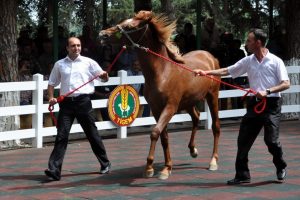 &Uuml;nl&uuml; yarış tayları, g&ouml;r&uuml;c&uuml;ye &ccedil;ıkıyor