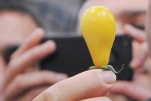 'Ampul domates' tutmadı