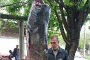 G&ouml;lden dev yayın &ccedil;ıktı