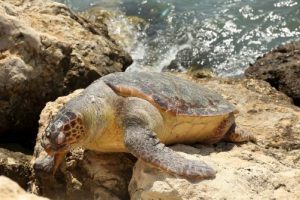 &Ouml;l&uuml; caretta caretta sahile vurdu