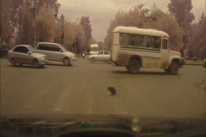Trafikte kedi ter&ouml;r&uuml;