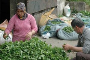 &Ccedil;AYKUR'dan kimyasal ila&ccedil; uyarısı