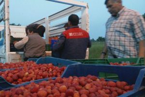 Uludağ &ccedil;ileği ucuzladı