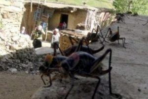 Dev &ccedil;ekirgeler bir şehri istila etti