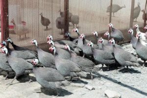 Keneye karşı be&ccedil; tavuğu