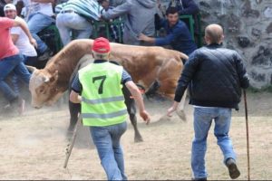 Boğalar seyircinin arasına daldı