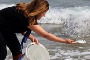 5 bin balık denize bırakıldı