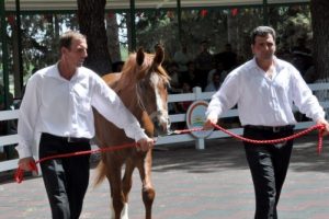 Arap yarış atları adeta kapışıldı