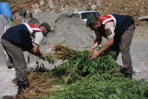 500 bin k&ouml;k hintkeneviri ele ge&ccedil;irildi