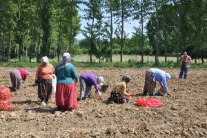 Cipslik patates s&ouml;k&uuml;m&uuml;ne başlandı