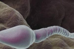 İngiltere'de sperm kıtlığı uyarısı