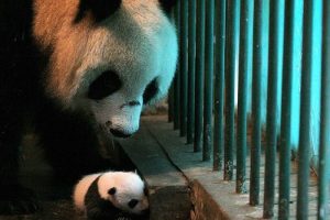 &Ccedil;in'de ikiz panda sevinci