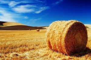 Mazot karşılığında saman veriyorlar
