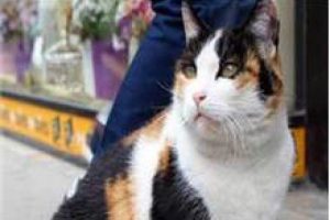 Bu kedi i&ccedil;in imza kampanyası başlatıldı