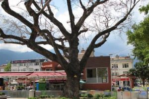 Bursa'da 280 yıllık tarihi &ccedil;ınar kurudu