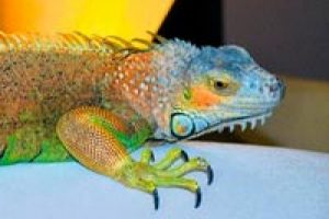 'İguana Abidin' 6 yıldır Kayseri'de yaşıyor