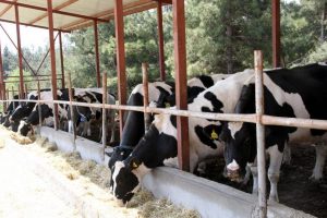 Hayvanlardaki ayak hastalıkları beslenmeyle alakalı