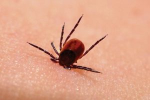 Kenelerden gelen yeni tehlike: Lyme