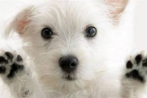K&ouml;peklerin g&ouml;z&uuml;nde yavaş canlılarız