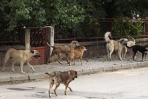 Sokak k&ouml;pekleri kadınlara saldırdı