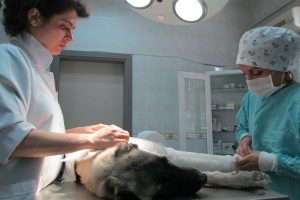 4 aylık sokak k&ouml;peğine 5 yıldızlı operasyon