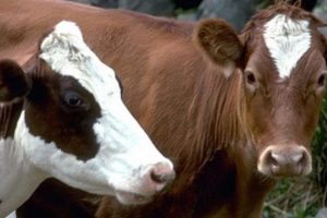 Kurban Bayramı &ouml;ncesi tedirgin eden gelişme