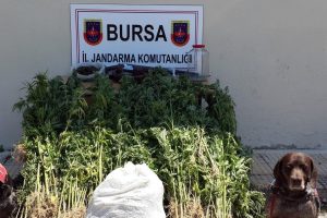 Gemlik'te uyuşturucu operasyonu
