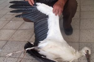 Leylek k&ouml;y&uuml; elektriksiz bıraktı