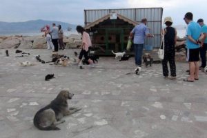 Belediye kedilere sahip &ccedil;ıktı