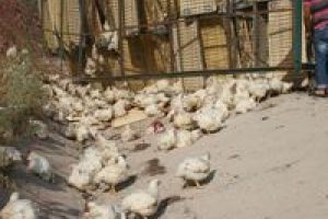 Y&uuml;zlerce tavuk yola sa&ccedil;ıldı