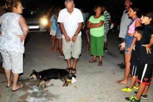 18 k&ouml;pek zehirlendi, tatilci eylem yaptı