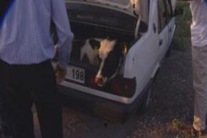 &Ccedil;alıntı otomobilden iki dana &ccedil;ıktı