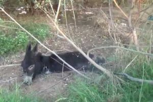 Ayakları bağlanıp &ouml;l&uuml;me terkedildi