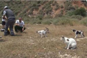Sivriada'daki kedilerin imdadına hayvanseverler yetişti