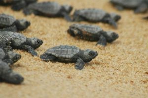 Caretta carettalara &uuml;st d&uuml;zey koruma