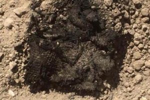 Denizli'de 1500 yıllık keten par&ccedil;ası bulundu