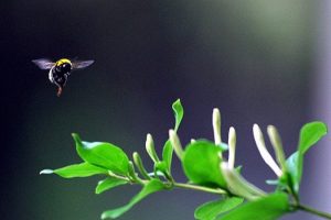 Yaban arılarının saldırdığı belediye başkanı &ouml;ld&uuml;