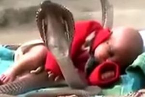 ​ Uyuyan &ccedil;ocuğu 4 kobra yılanı korudu