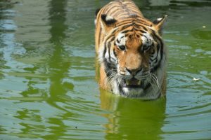İşte Bursa Zoo`nun en yeni &uuml;yesi