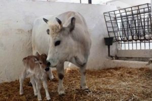 Kolon inek Nil&uuml;fer ikinci kez anne oldu