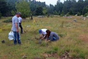 Uludağ Milli Parkı'na endemik bitki ekimi yapıldı