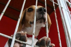 Bursa'da k&ouml;peklere 5 yıldızlı otel konforu